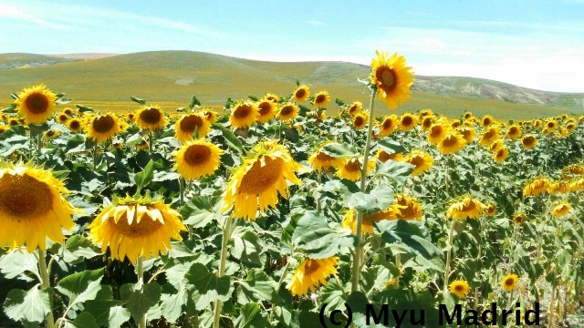 アンダルシアひまわり開花状況 その7 みゅうマドリッド みゅう